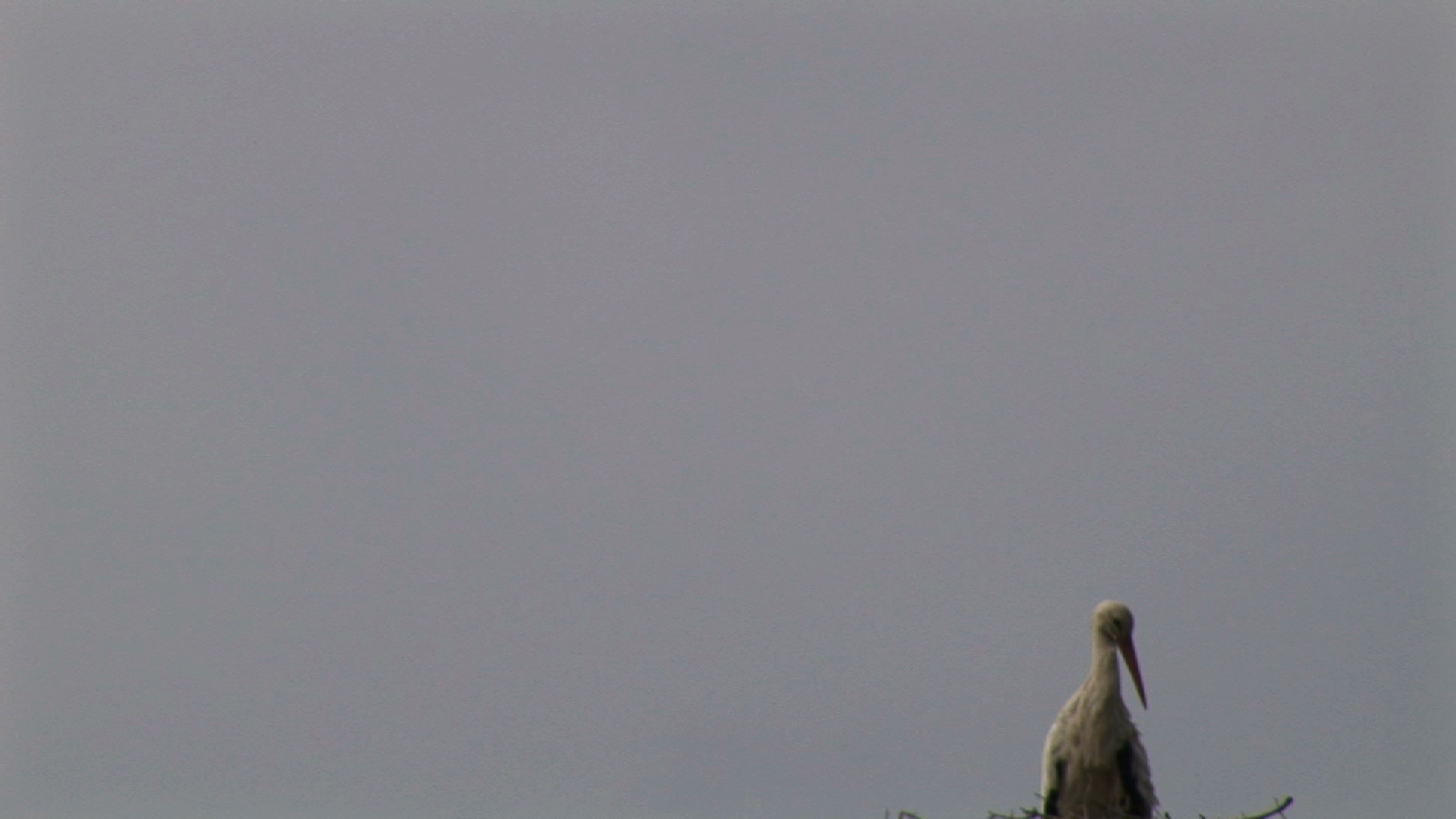 Nidos de cigüeña #1_3